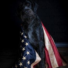 German Wirehaired Pointer All Grown Up from WyoWires German Wirehaired Pointers