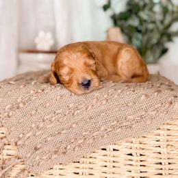 Rowdy - Red  male Goldendoodle puppy in Ooltewah, Tennessee from Allison Family Doodles