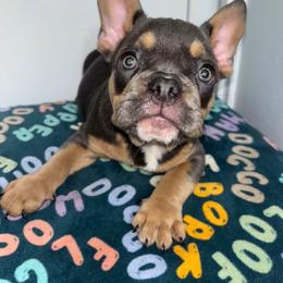 Leo - Tricolors male French Bulldog puppy in Cleveland, Ohio from Diondre's French Bulldogs