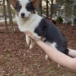 Jewel - Black and tan female Pembroke Welsh Corgi puppy in White, Georgia from Royal Diamond Corgis