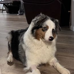 Panda - Australian Shepherd