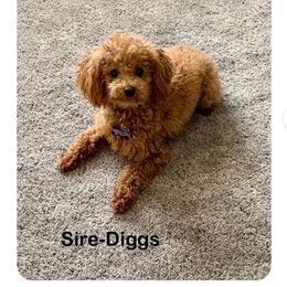 Diggs - Poodle