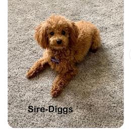 Diggs - Poodle