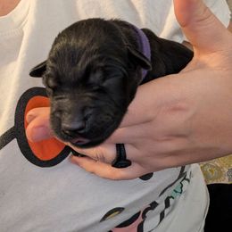 Female 1 Purple - Black female Labrador Retriever puppy in Commerce, Oklahoma from Standing Water Kennels