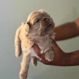 Chanel - Lilac female Shih Tzu puppy in Union City, Georgia from Chinx Puppy Songs