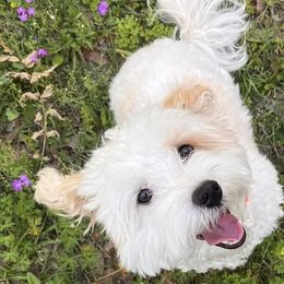 Havapoos from Havapoo Kennels