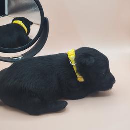 Tulip - Black female Scottish Terrier puppy in Crossville, Tennessee from Cavern Kennels