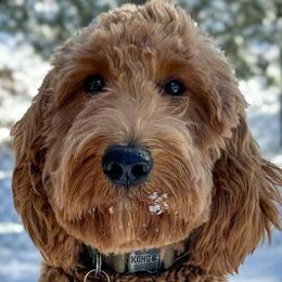 Bernedoodles, Goldendoodles, and Golden Mountain Doodles from Sonoran Standard Doodles