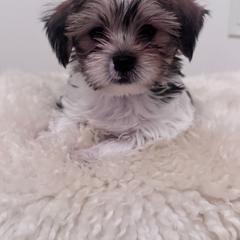 Cash - Black gold and white male Shih Tzu puppy in Washington, Washington, D.C. from BVPT puppies