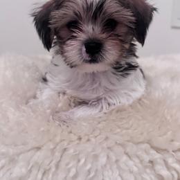 Cash - Black gold and white male Shih Tzu puppy in Washington, Washington, D.C. from BVPT puppies