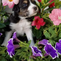 Australian Shepherd Puppies from Crystal Peak Australian Shepherds