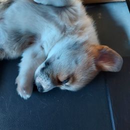 Pembroke Welsh Corgi Puppies from Gary's Pembroke Welsh Corgis