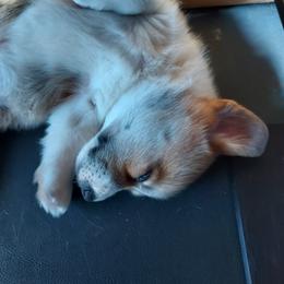 Pembroke Welsh Corgi Puppies from Gary's Pembroke Welsh Corgis