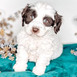 Blush - Chocolate female Australian Labradoodle puppy in Decatur, Alabama from Southern Meadows Doodles