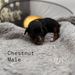 Chestnut - Phantom male Bernedoodle puppy in Ocala, Florida from Bernedoodles of Florida