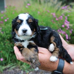 Muffin - Tri-color male Bernedoodle puppy in Eagle Mountain, Utah from Fur Real Puppies.