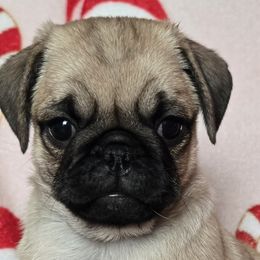 Pugs from Perfectly Picked Pugs