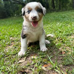 Baby Blue merle boy. - Blue merle male Australian Shepherd puppy in Tallahassee, Florida from H&H Red Gate Farm