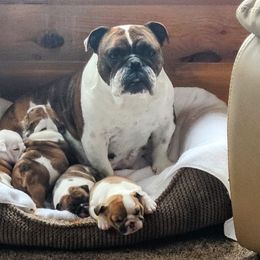Bulldog All Grown Up from Bull Mountain Bulldogs