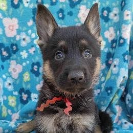 Red Boy - Black and tan male German Shepherd puppy in La Pine, Oregon from Granville/Diamond Peak German Shepherds