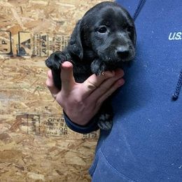 Labrador Retrievers from Kempkers Kennels