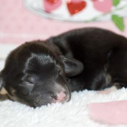 Hans - Black and cream male Dachshund puppy in Bellville, Ohio from JK Mini Doxies