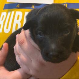 Girl 1 - female Nenets Herding Laika puppy in Rockville, Maryland from Skais the Limit