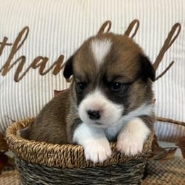 TRACER AKC - Sable male Pembroke Welsh Corgi puppy in Hinton, Oklahoma from Green Cloud Ranch