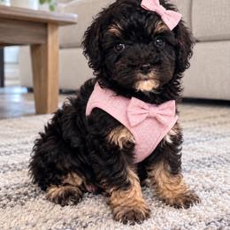 Blanche - Phantom female Poodle puppy in Bryn Mawr, Pennsylvania from Main line furry friends