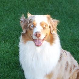 Jup - Australian Shepherd