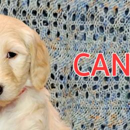 Goldendoodle Puppies from Sancass'd Goldendoodles