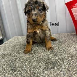 Teal - Harlequin female Beauceron puppy in Floyd’s Knobs, Indiana from Birdwing Beaucerons