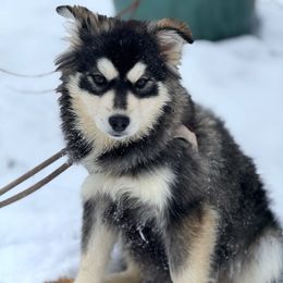 Sparrow - Black and white female Pomsky puppy in Lewiston, Minnesota from Family Pomsky