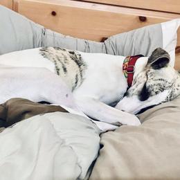 Whippet Puppies from Smithfield Park