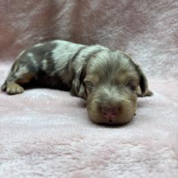 Abby - Dapple female Dachshund puppy in Mountain Grove, Missouri from Happy Hounds and More🐾