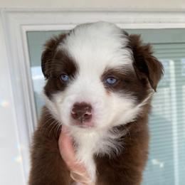 Prosperity - Red & white female Miniature Australian Shepherd puppy in Marysville, Washington from Garay Mini Aussies