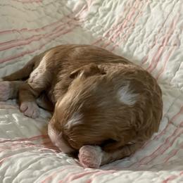 Willow - White female Cavapoo puppy in Atlanta, Georgia from RockaDoodles