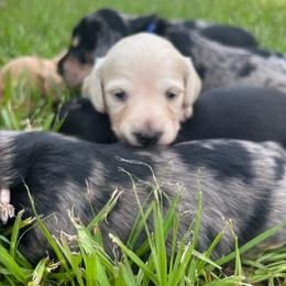 Maroon collar - Cream female Dachshund puppy in Eustis, Florida from K8’s Dachshunds