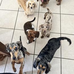 Dachshund Puppies from Rolling9dachshunds