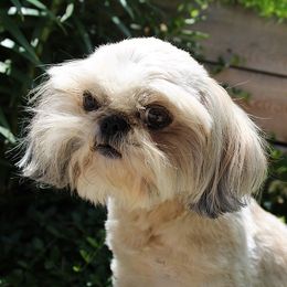 Anna - Shih Tzu