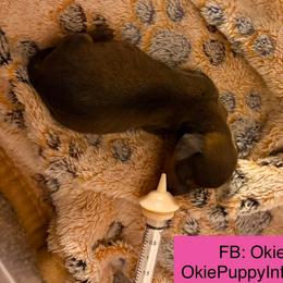Atali - Sable female Dachshund puppy in Edmond, Oklahoma from Okie Puppies