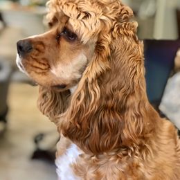 Cocker Spaniel All Grown Up from Joron Cockers