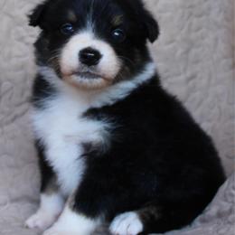 Cheeto - Black tri-color female Australian Shepherd puppy in Laurel, Mississippi from Reeves Australian Shepherds