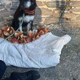 Puppy Girl 3 - Black and tan female Afghan Hound puppy in Carlisle, Pennsylvania from Winterberry Afghan Hounds