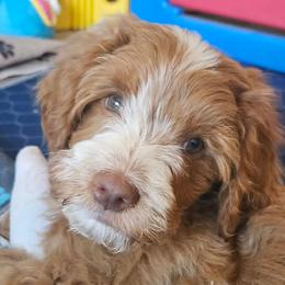 Jojo- Dr Seuss litter - Gold male Labradoodle puppy in Phelan, California from Family Doodles