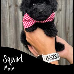 Squirt - Black male Goldendoodle puppy in Angier, North Carolina from A Breed Above Kennels