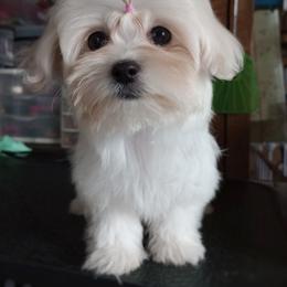Companion Cross, Mal-Shi, Maltese, Maltipoo, Morkie, and Shih Tzu Puppies from Seeking Shalom Acres Maltese, Maltipoos & Havamalts