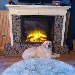 Casper - Golden Retriever