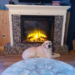 Casper - Golden Retriever