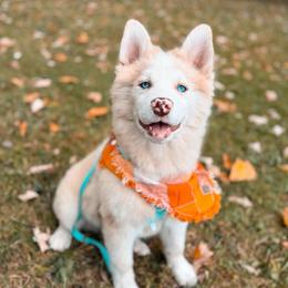 Sourdough - Merle male Pomsky puppy in Cleveland, Ohio from Lake Point Pomskies